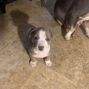 Meet your Posher, Antwane